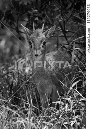 Mono Kirk dik-dik standing in long grass Mono Kirk dik-dik standing in long grass 113279088
