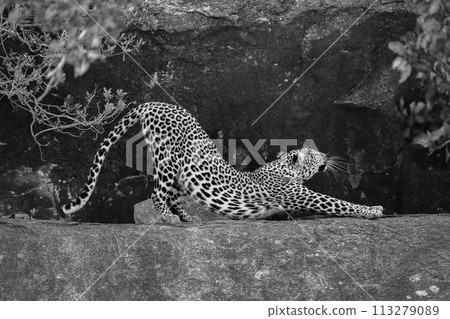 Mono leopard between bushes on rocky ledge Mono leopard between bushes on rocky ledge 113279089