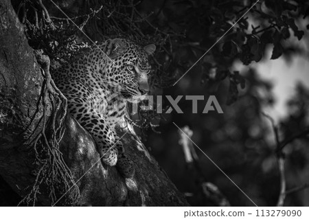 Mono leopard in tree with head up 113279090