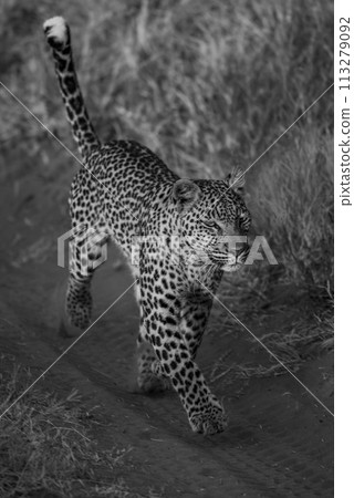 Mono leopard running along track in grass 113279092