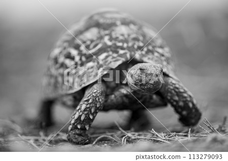 Mono leopard tortoise crossing grass towards camera Mono leopard tortoise crossing grass towards camera 113279093