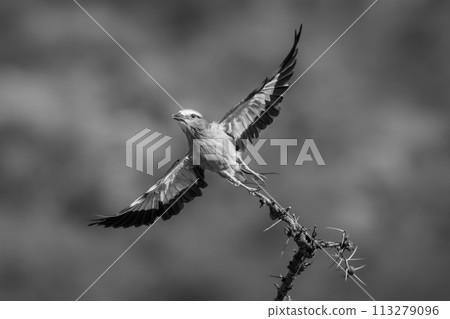Mono lilac-breasted roller takes off from branch 113279096