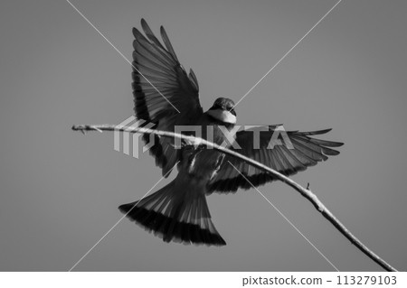 Mono little bee-eater touches down on branch 113279103