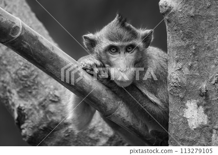 Mono long-tailed macaque leaning head on paws 113279105