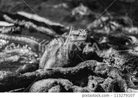 Mono marine iguana among roots facing camera Mono marine iguana among roots facing camera 113279107