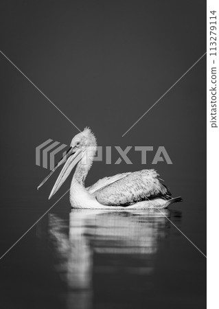 Mono pelican opens beak on calm lake Mono pelican opens beak on calm lake 113279114