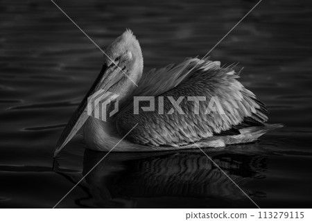 Mono pelican swims across lake at dawn Mono pelican swims across lake at dawn 113279115