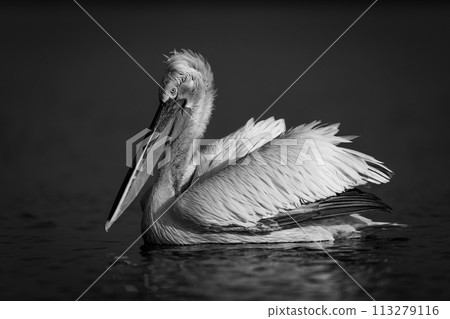 Mono pelican swims across lake in profile Mono pelican swims across lake in profile 113279116