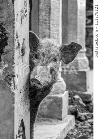 Mono pig peeping out from behind wall 113279121