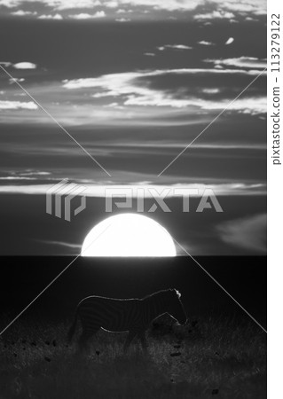 Mono plains zebra crosses savannah at sunset Mono plains zebra crosses savannah at sunset 113279122