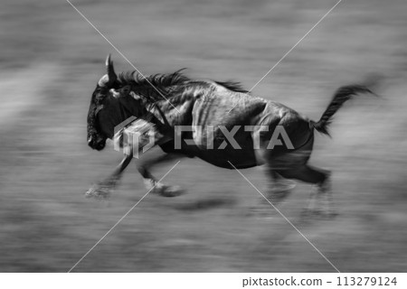 Mono slow pan of blue wildebeest galloping 113279124