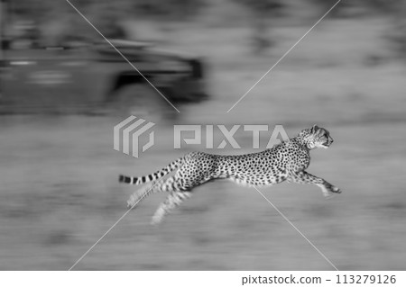 Mono slow pan of cheetah racing truck Mono slow pan of cheetah racing truck 113279126