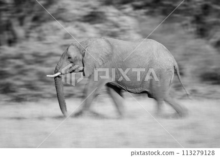 Mono slow pan of striding African elephant 113279128