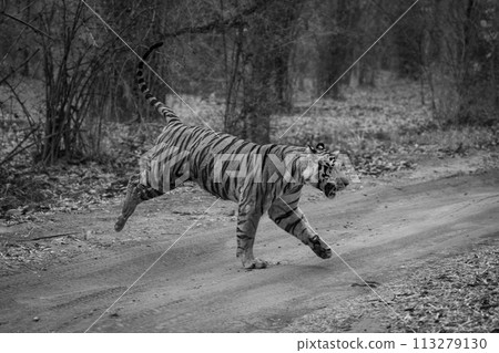 Mono tiger runs across track in forest Mono tiger runs across track in forest 113279130