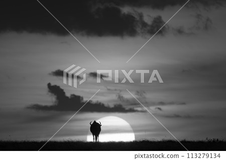 Mono wildebeest silhouetted against sun on horizon Mono wildebeest silhouetted against sun on horizon 113279134
