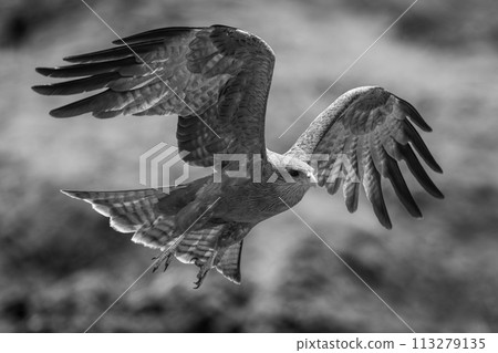 Mono yellow-billed kite lifts wings to land Mono yellow-billed kite lifts wings to land 113279135