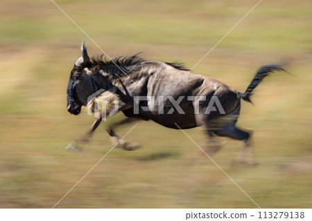 Slow pan of blue wildebeest galloping past 113279138