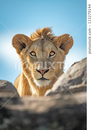 Young male lion watches camera over rocks 113279144