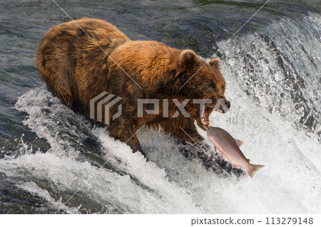 Bear about to catch salmon in mouth Bear about to catch salmon in mouth 113279148
