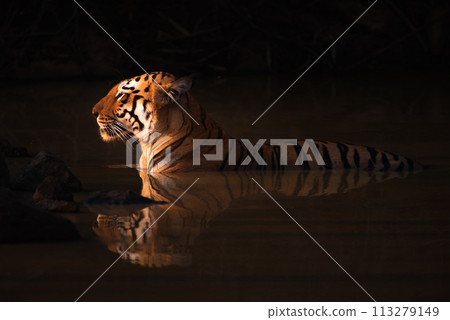 Bengal tiger lying in shadowy water hole 113279149