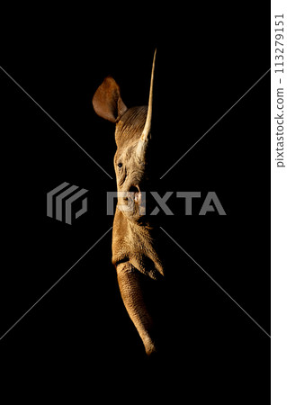 Black rhino stands side-lit staring towards camera Black rhino stands side-lit staring towards camera 113279151