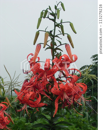 虎百合，背景上有黑色斑點，類似虎皮 Oniyuri 1 113279216