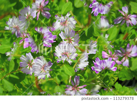 萬花筒中的黃耆 萬花筒中的黃耆 113279378