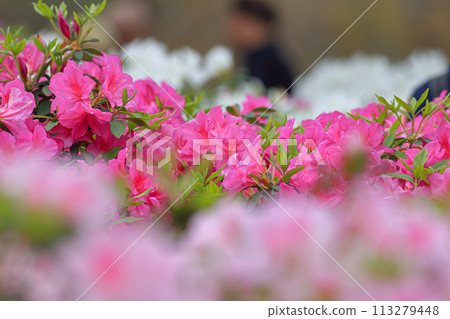 杜鵑花 杜鵑花 113279448