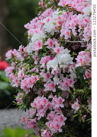 Rhododendron 113279450