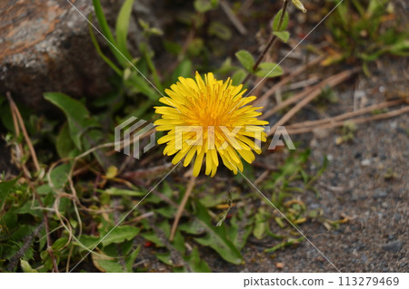 春天的田野裡盛開的蒲公英(每天) 春天的田野裡盛開的蒲公英(每天) 113279469