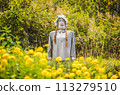 A scarecrow is standing in a field of yellow flowers 113279510