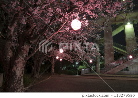 Cherry blossoms at night at Otayama Park in Kisarazu Cherry blossoms at night at Otayama Park in Kisarazu 113279580