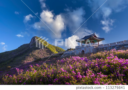 spring view of pink azalea flowers at Hwangmaesan Mountain with the background of sunlight mountain range near Hapcheon-gun, South Korea. spring view of pink azalea flowers at Hwangmaesan Mountain with the background of sunlight mountain range near Hapcheon-gun, South Korea. 113279841
