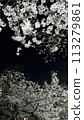 Illuminated cherry blossoms at night 113279861