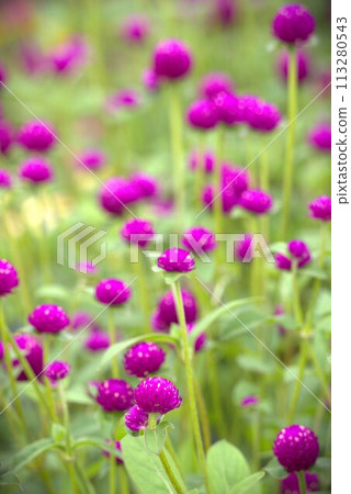 Purple freshwater fish Purple freshwater fish 113280543