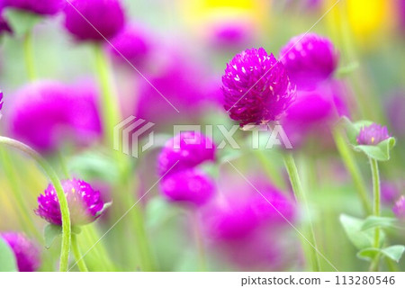 Purple freshwater fish Purple freshwater fish 113280546