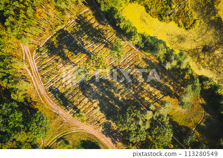 Aerial View Green Forest Deforestation Area Landscape. Top View Of New Growing Forest. European Nature From High Attitude In Summer Season. Drone View. Bird's Eye View Aerial View Green Forest Deforestation Area Landscape. Top View Of New Growing Forest. European Nature From High Attitude In Summer Season. Drone View. Bird's Eye View 113280549