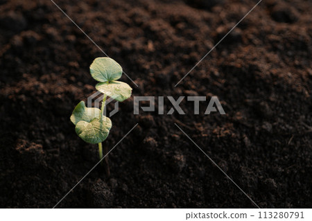 Okra sprout small growing plant Okra sprout small growing plant 113280791
