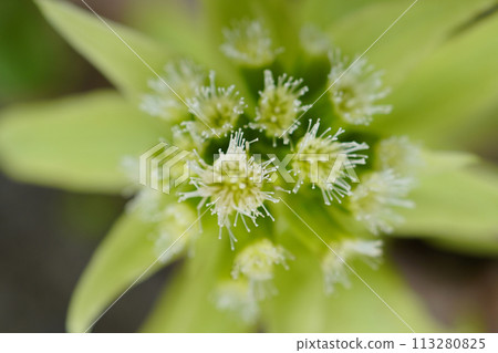Small, fine female flowers on a female butterbur plant...1 113280825