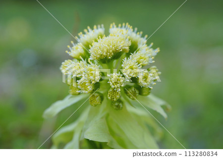Male butterbur sprouts. Small flowers with pollen...3 113280834