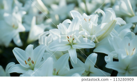 美麗的白百合花束 113280909