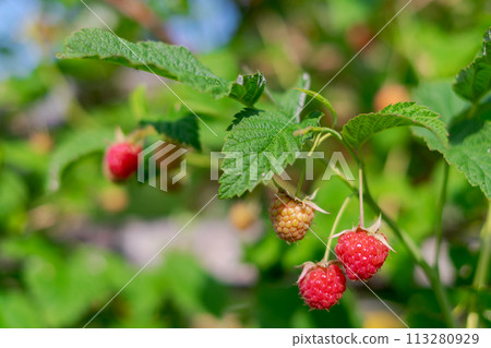 Raspberries. Juicy bright scarlet ripe berries on the branch in close-up 113280929