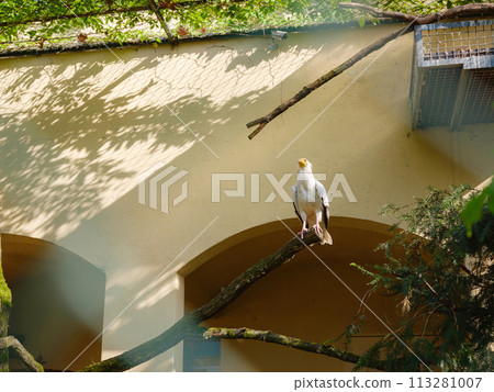 large bird of prey in the zoo aviary, walk in Frankfurt Zoological garden, founded in 1858 and second oldest zoo in Germany large bird of prey in the zoo aviary, walk in Frankfurt Zoological garden, founded in 1858 and second oldest zoo in Germany 113281007