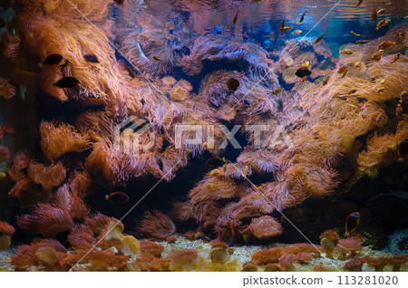 Tropical fish in aquarium, walk in Frankfurt Zoological garden, founded in 1858 and second oldest zoo in Germany 113281020