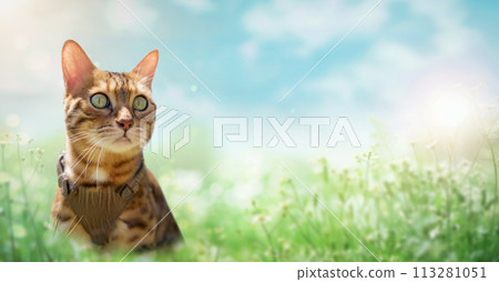 A spotted shorthaired bengal cat in a green backyard walks on the lawn on a sunny day. A spotted shorthaired bengal cat in a green backyard walks on the lawn on a sunny day. 113281051