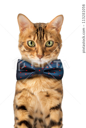 Cute Bengal cat wearing a blue bow tie 113281056