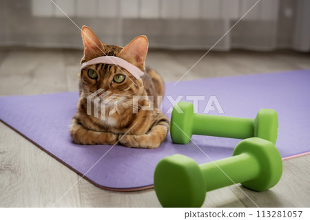 Domestic cat on a fitness mat with dumbbells. 113281057