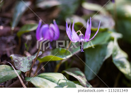 Dogtooth violets at Noyamakita Park in Musashimurayama, Tokyo Dogtooth violets at Noyamakita Park in Musashimurayama, Tokyo 113281349