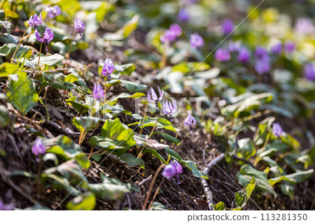 Dogtooth violets at Noyamakita Park in Musashimurayama, Tokyo 113281350