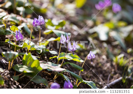 東京武藏村山市野山北公園的卡塔庫栗花 113281351